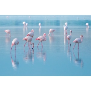 Flamingot - Lasinen Sisustustaulu