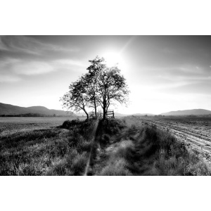 Landscape Tree - Lasinen Sisustustaulu